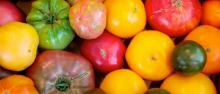©Plateforms -  pomodori coltivati in un orto comune