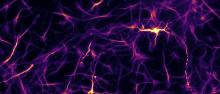 neuroni differenziati con le cellule artificiali ©SherefMansy