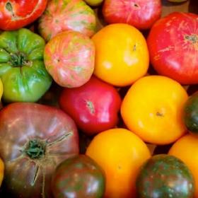 ©Plateforms -  pomodori coltivati in un orto comune