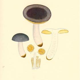 un particolare della locandina_tavola dell'Iconographia Mycologica