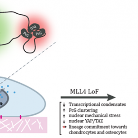 conseguenze della perdita funzionale di MLL4 in termini di organizzazione della cromatina e meccanica nucleare
